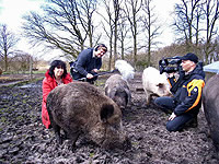 Elke Striowsky, ihre Schweine und das Filmteam