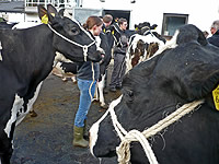 Großer Andrang in Verden