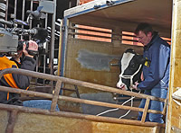 Conny Derboven beim Verladen der Kühe