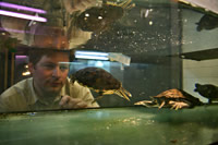 Dr. Florian Brandes beobachtet Schildkröten im Aquarium