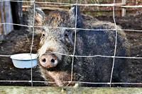 Wildschwein Fridolin