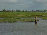 Knollennasenmann in der Elbe