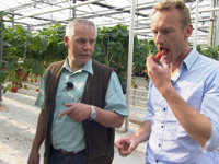Sven Tietzer probiert Erdbeeren im Gewächshaus