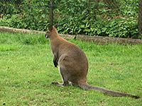 Känguruh im Zoo Nordhorn